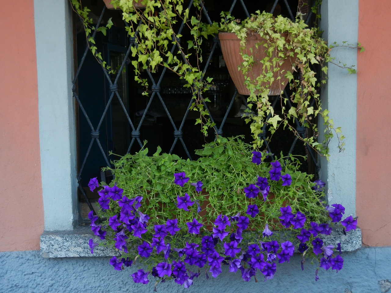 flowers window sill window free photo