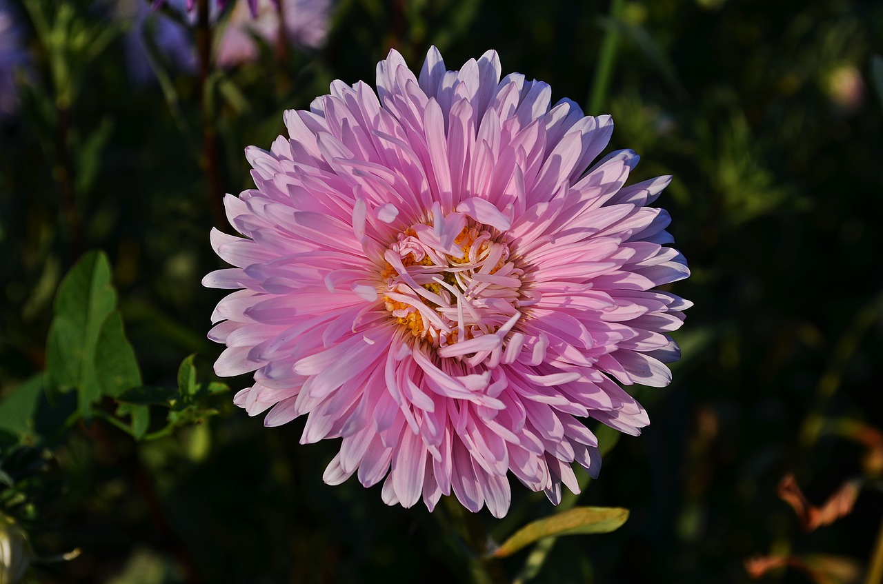 flowers aster autumn free photo