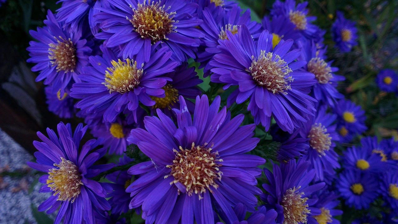 asters autumn bouquet free photo