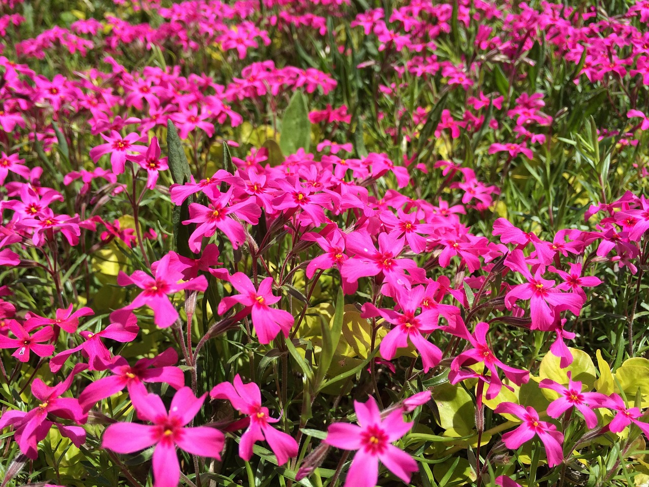 flowers pink spring free photo