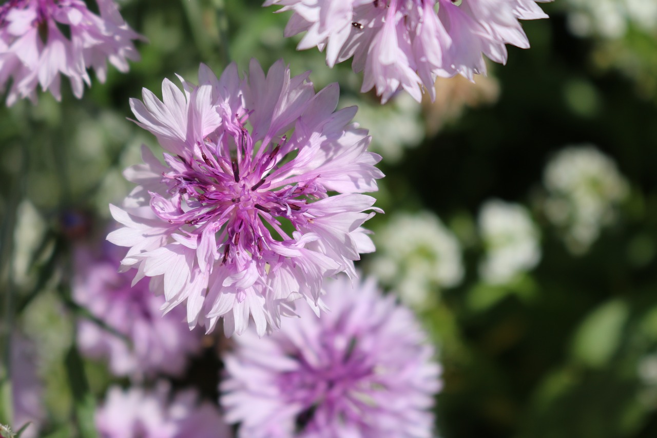 flowers nature garden free photo