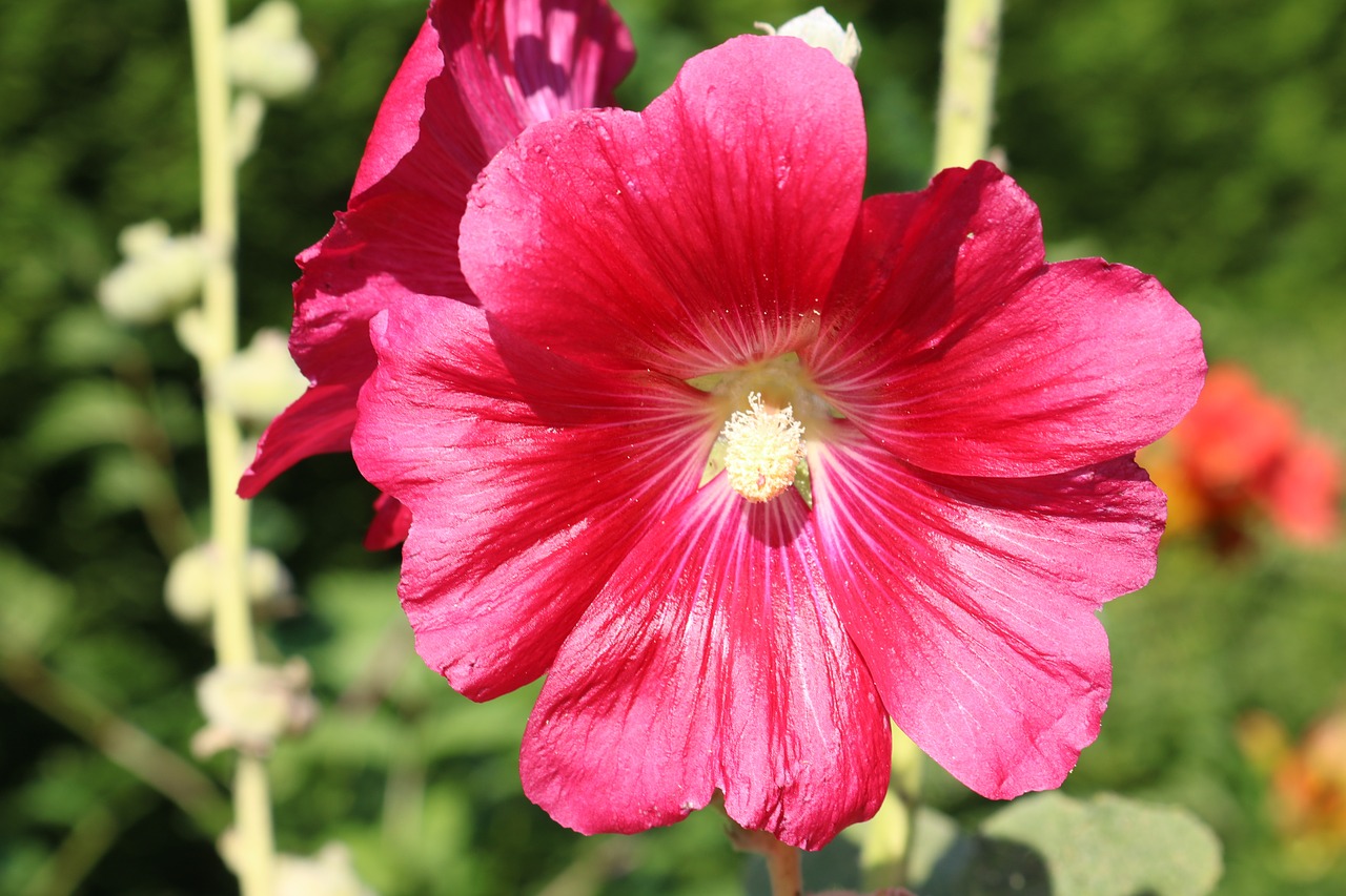 flowers nature garden free photo