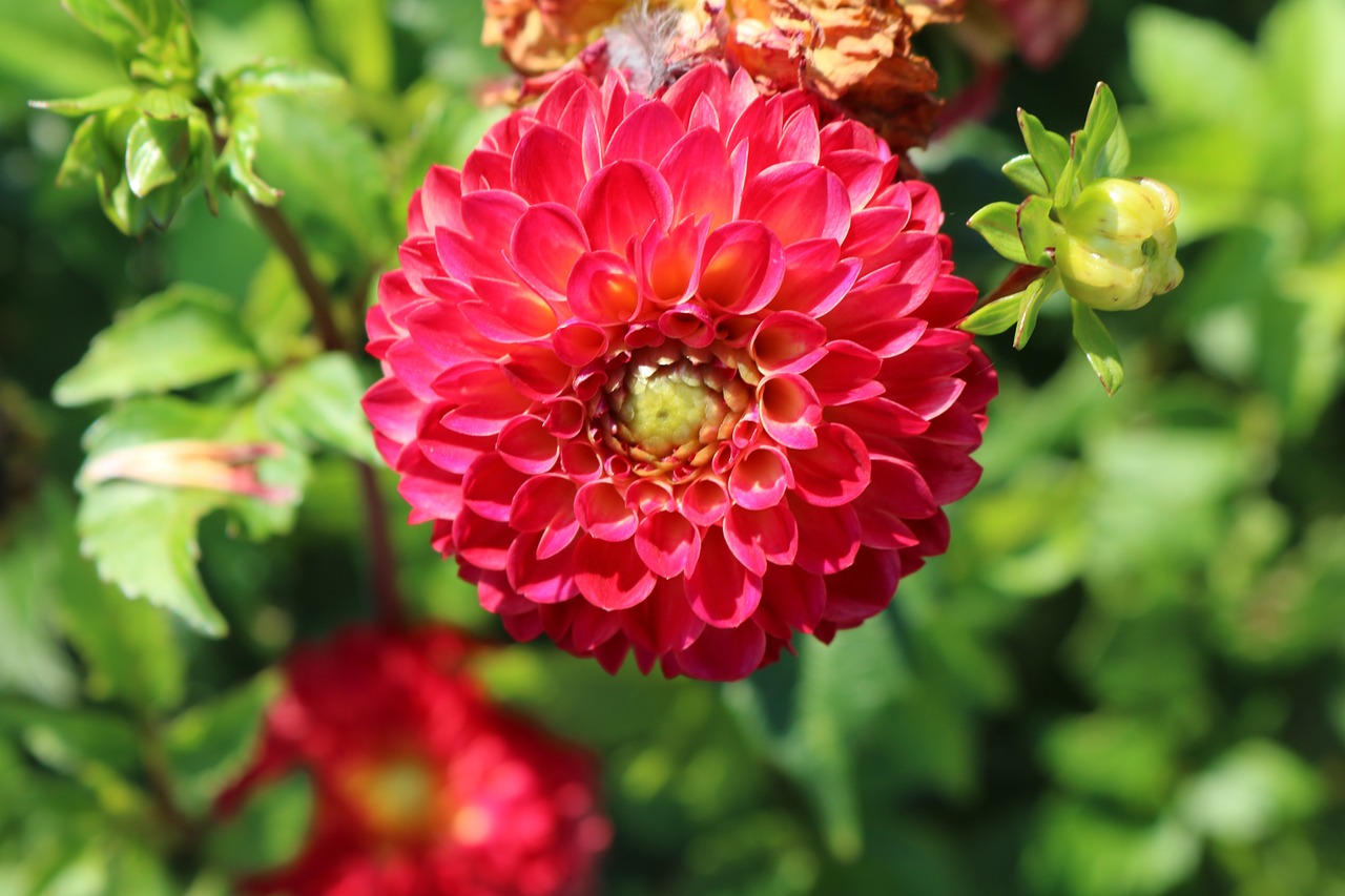 dahlia flowers nature free photo