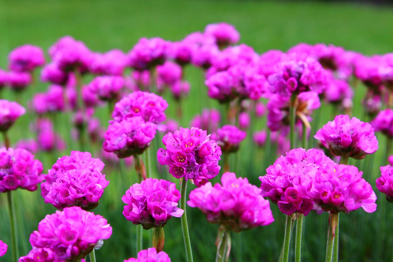 flowers pink purple free photo