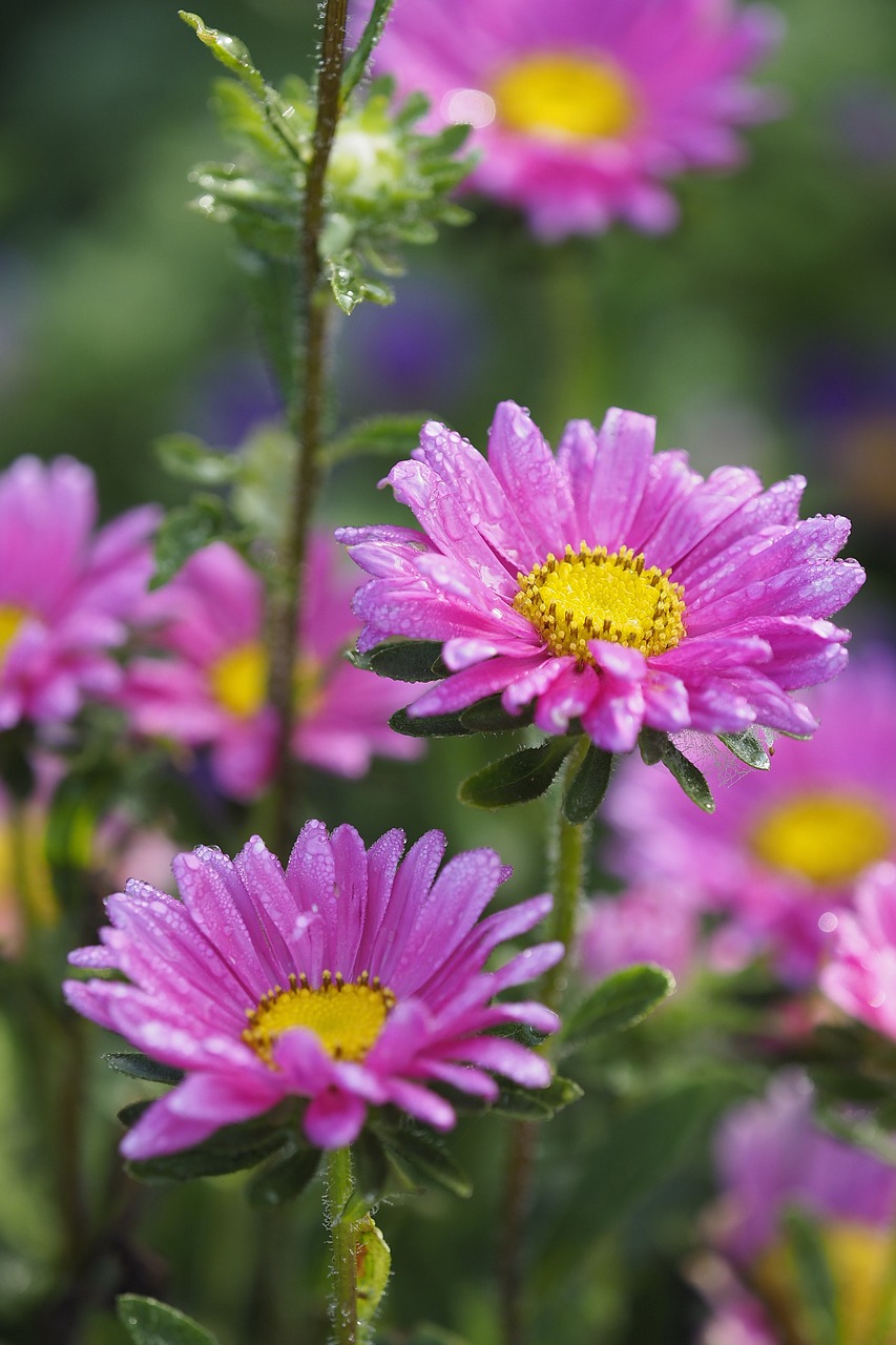 flowers plants blooming free photo