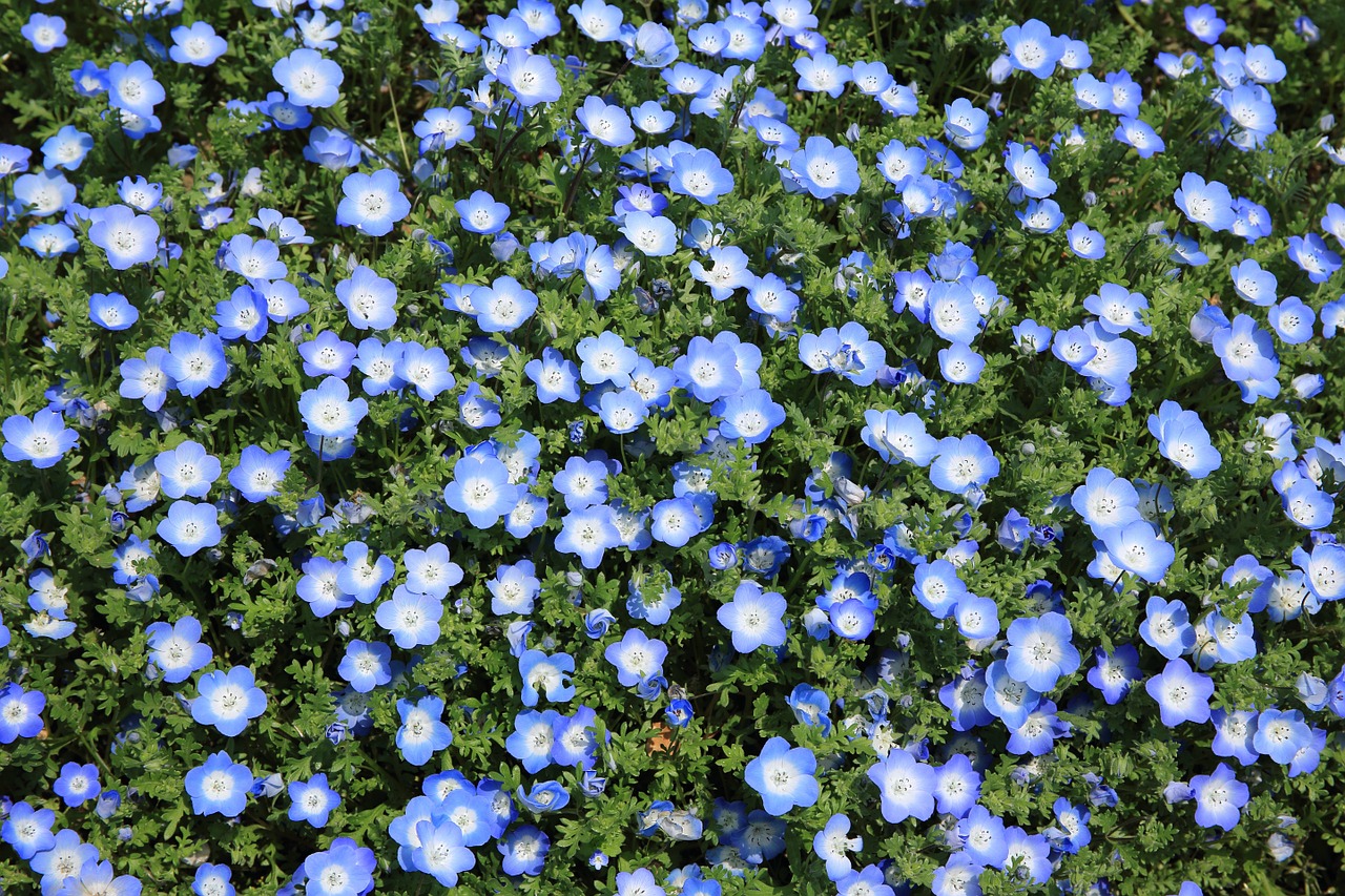 flowers growing blue free photo