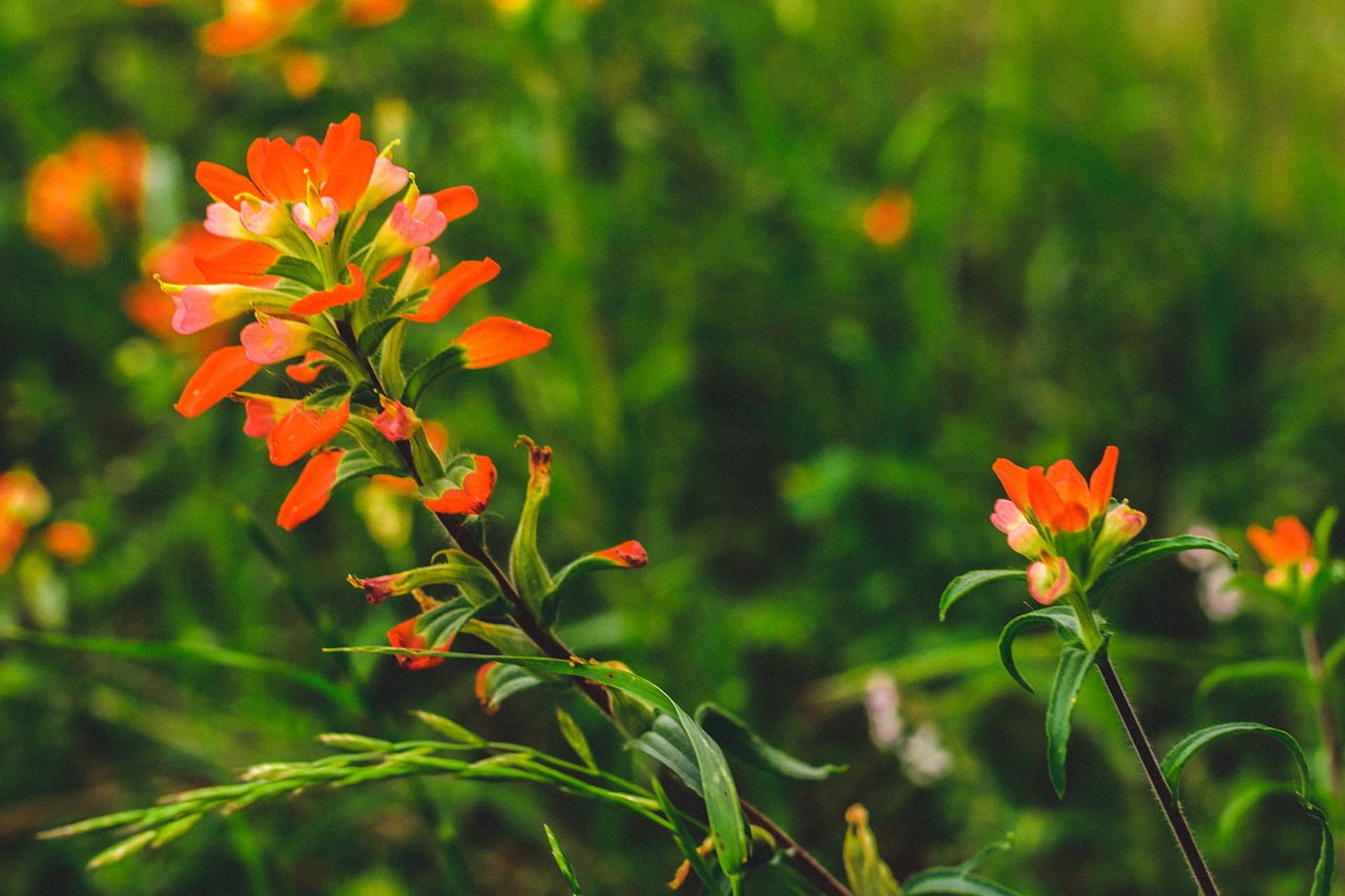 flowers plants green free photo