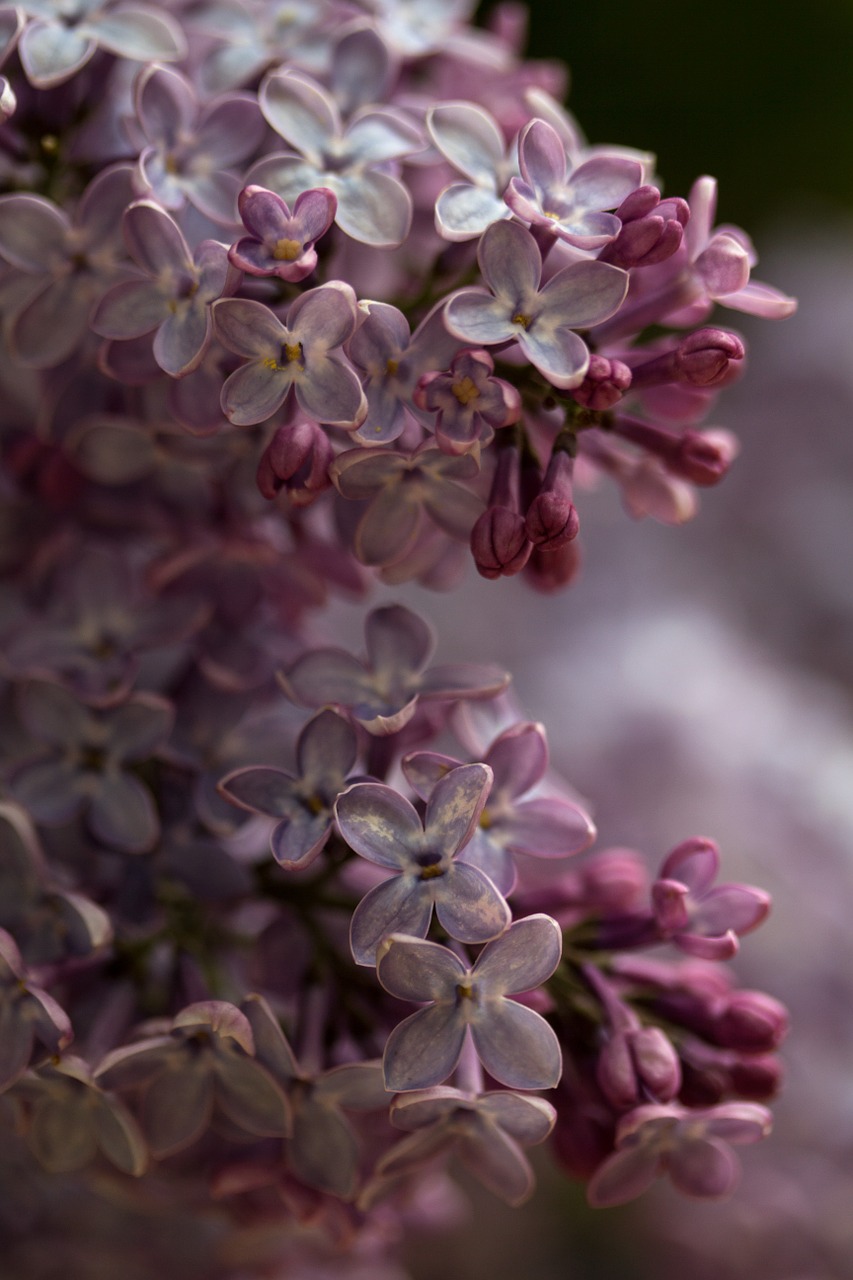 flowers lilac nature free photo