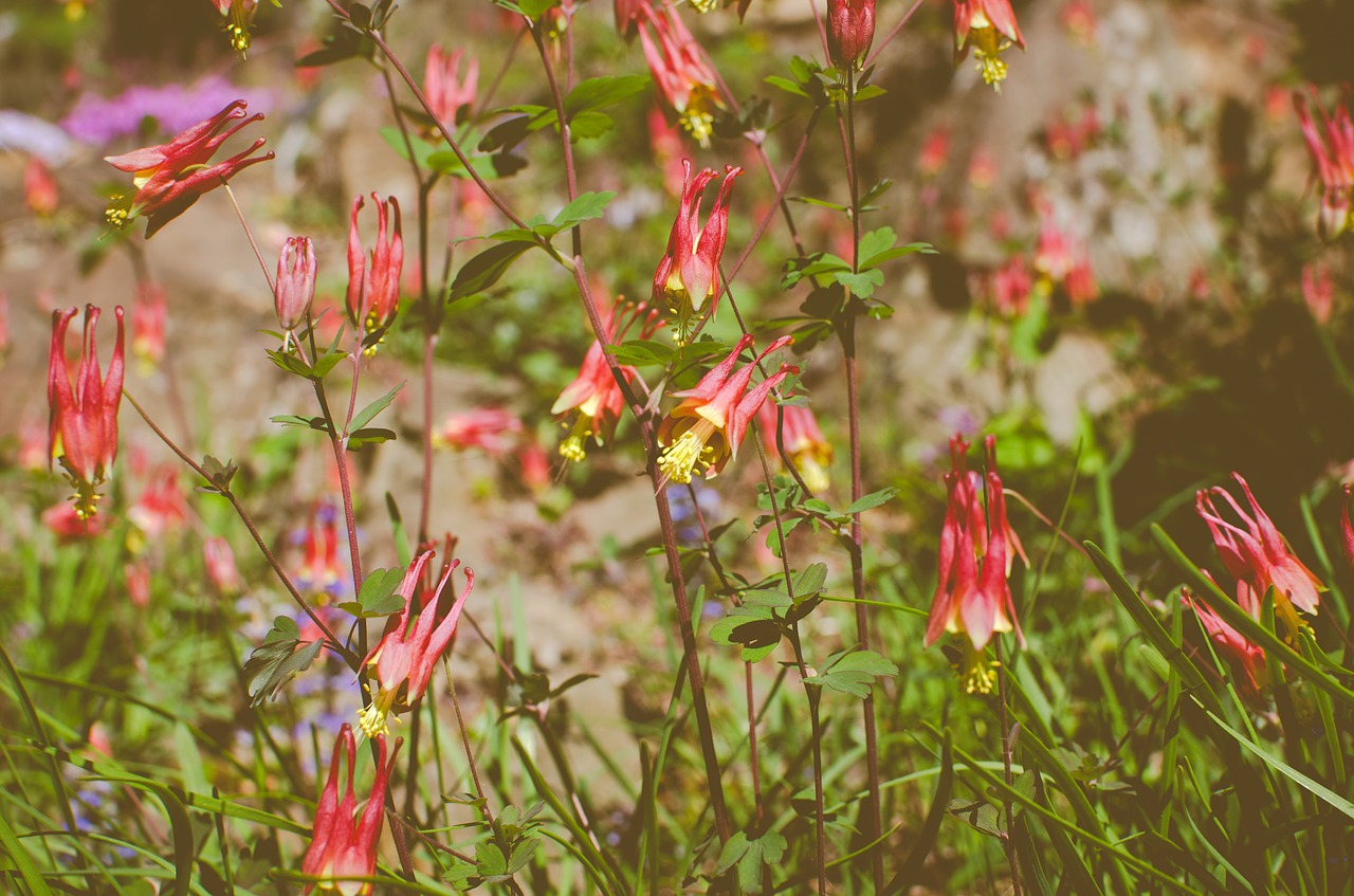 flowers red garden free photo