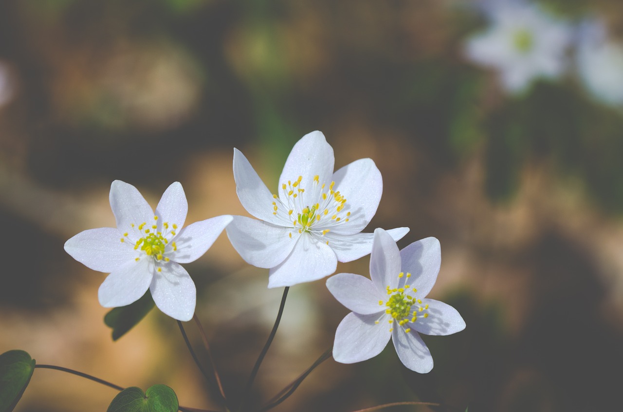 flowers wild spring free photo