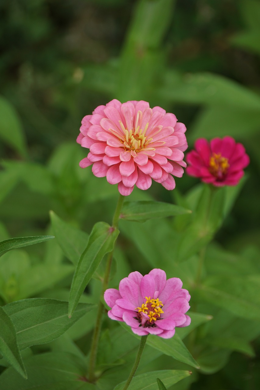 flowers summer beautiful free photo