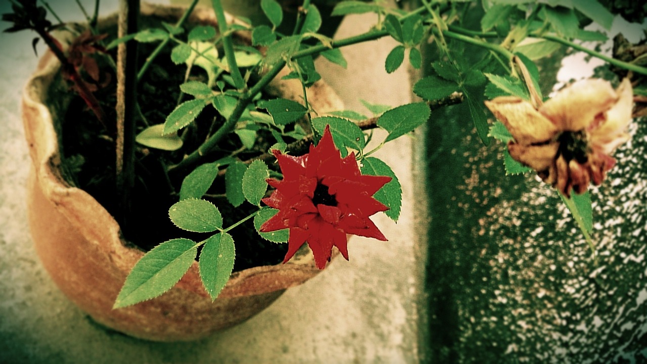 flowers pot vase free photo