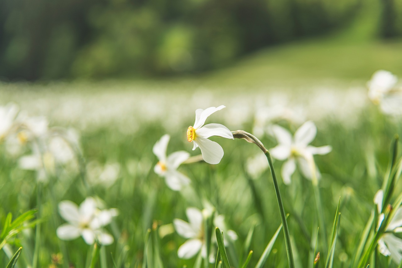 flowers garden green free photo