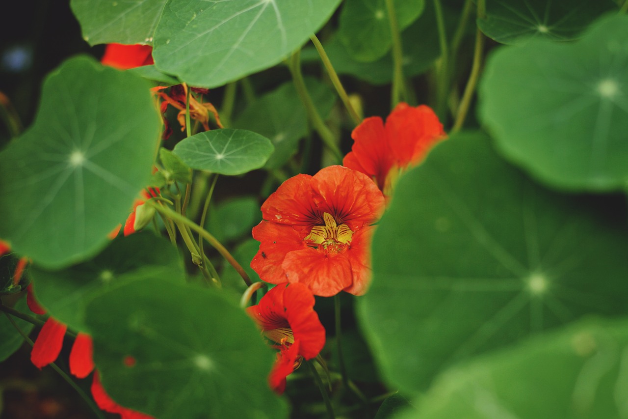 flowers garden plants free photo