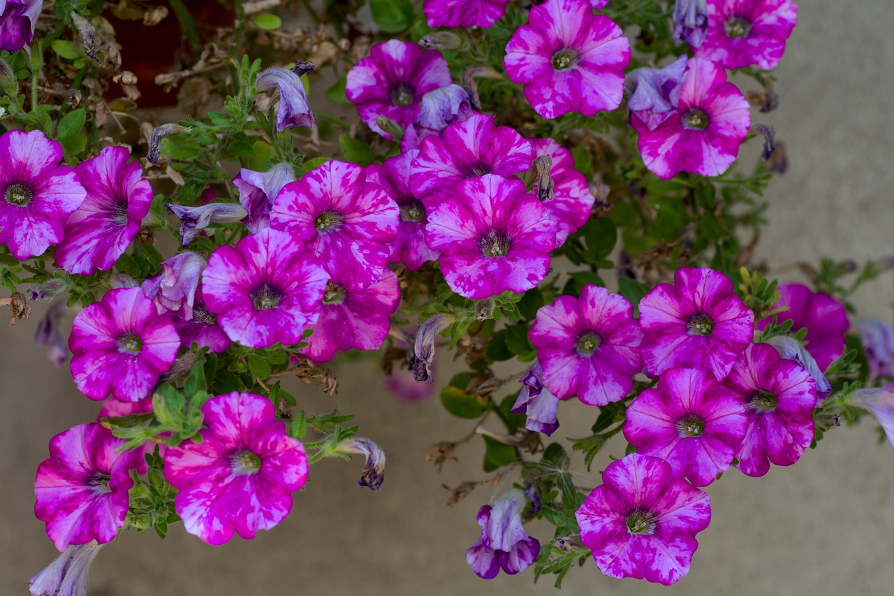 flowers macro blossom free photo