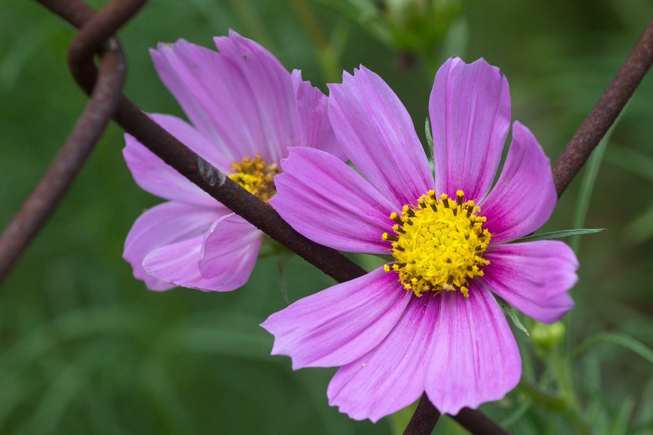 flowers close garden fence free photo