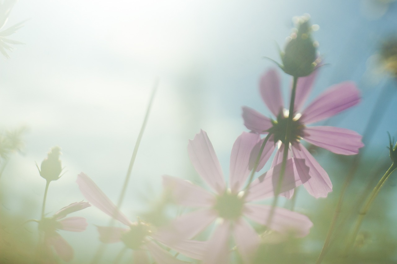 flowers sun light free photo