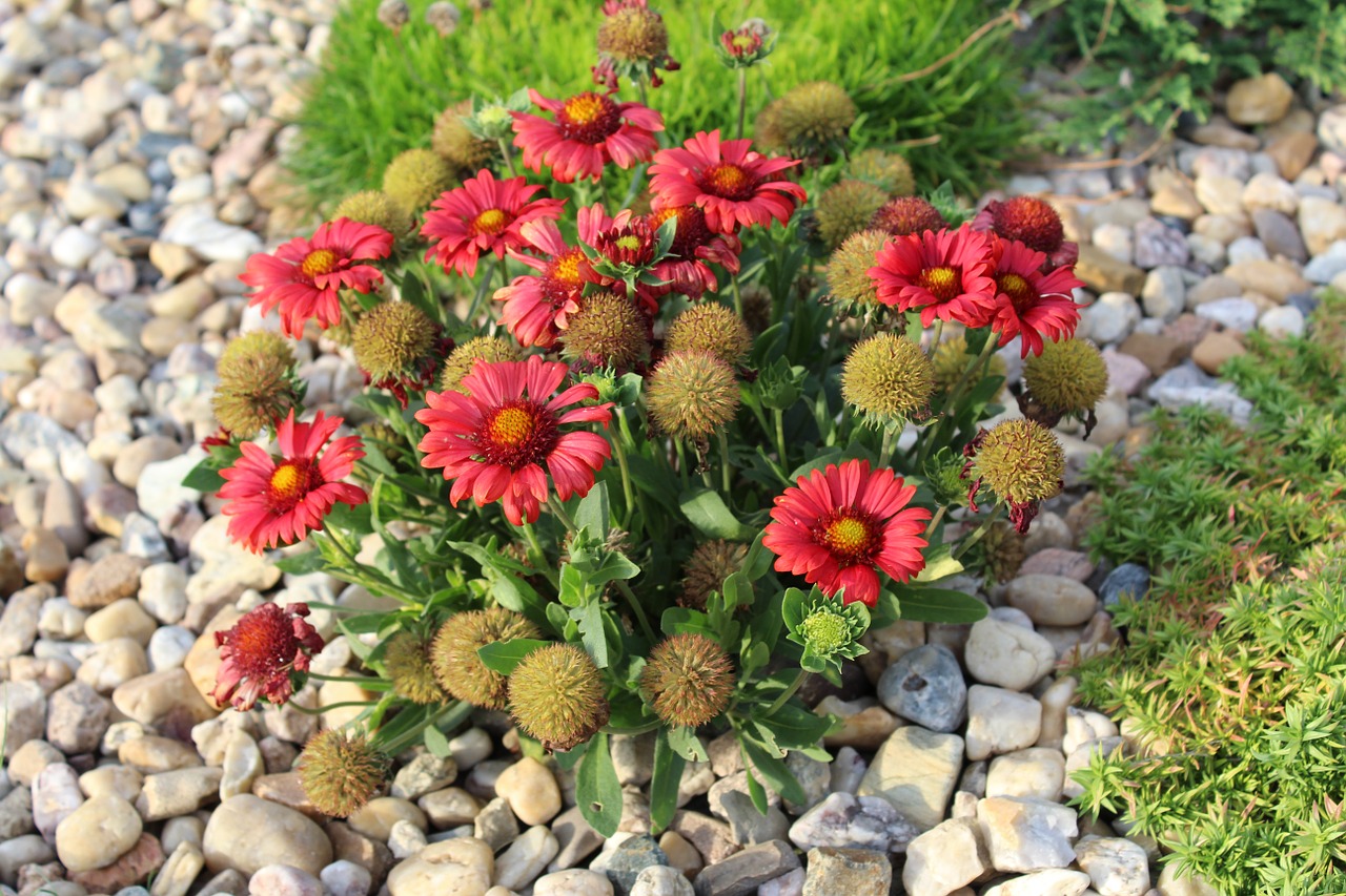 flowers red flower garden plant free photo