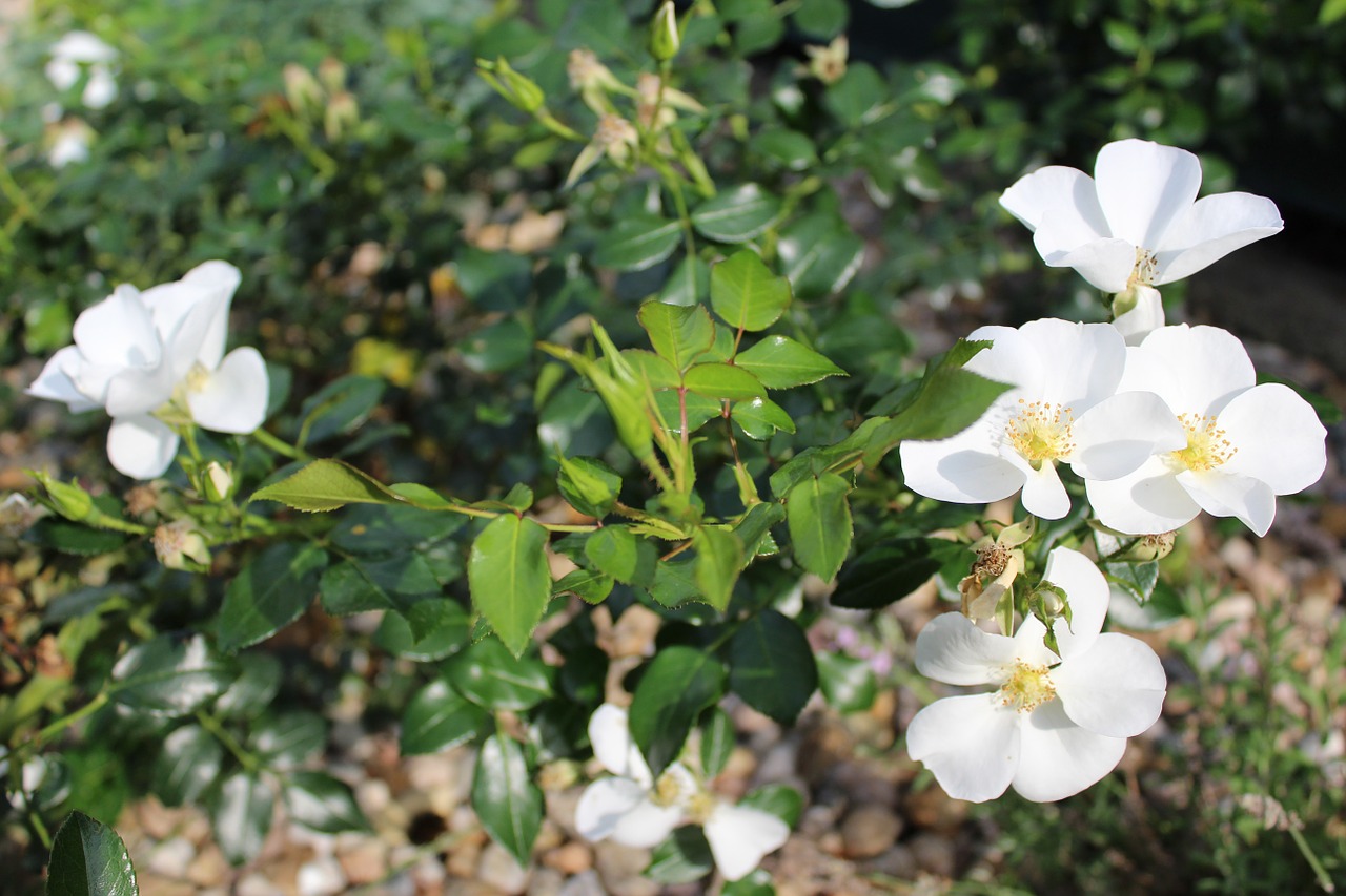 flowers white flower white rose free photo