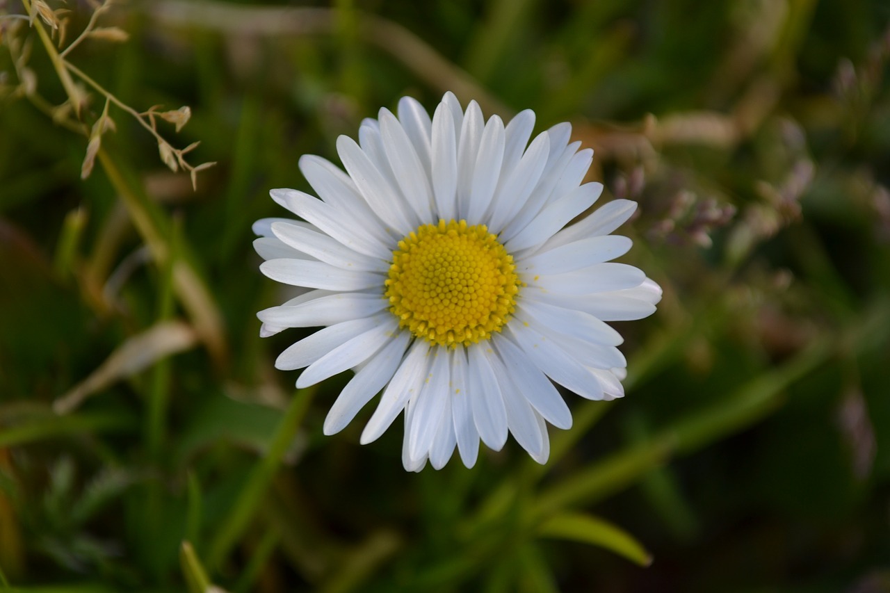 flowers nature grass free photo