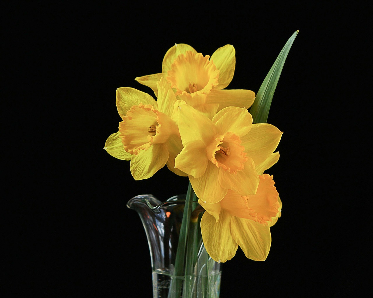 flowers vase daffodils free photo