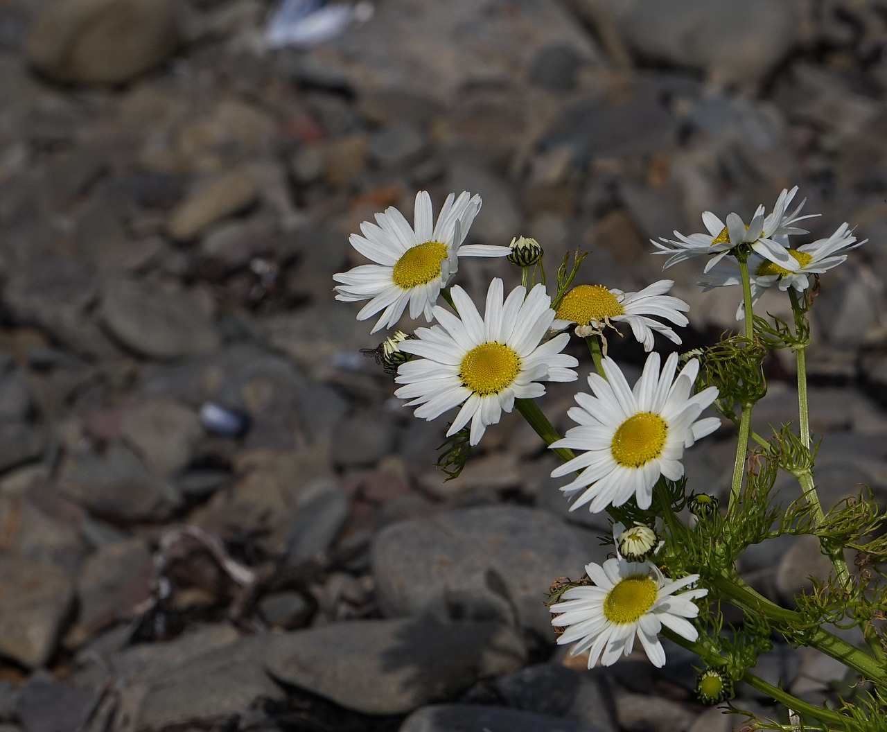 flowers plant wild flower free photo