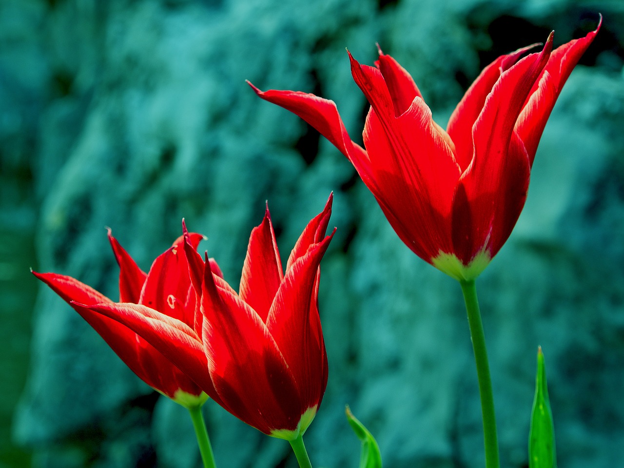 flowers red nature free photo