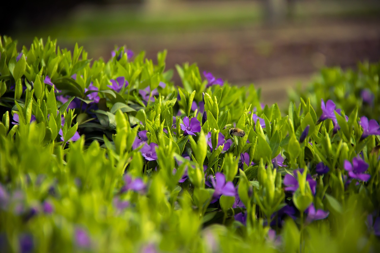 flowers grass meadow free photo