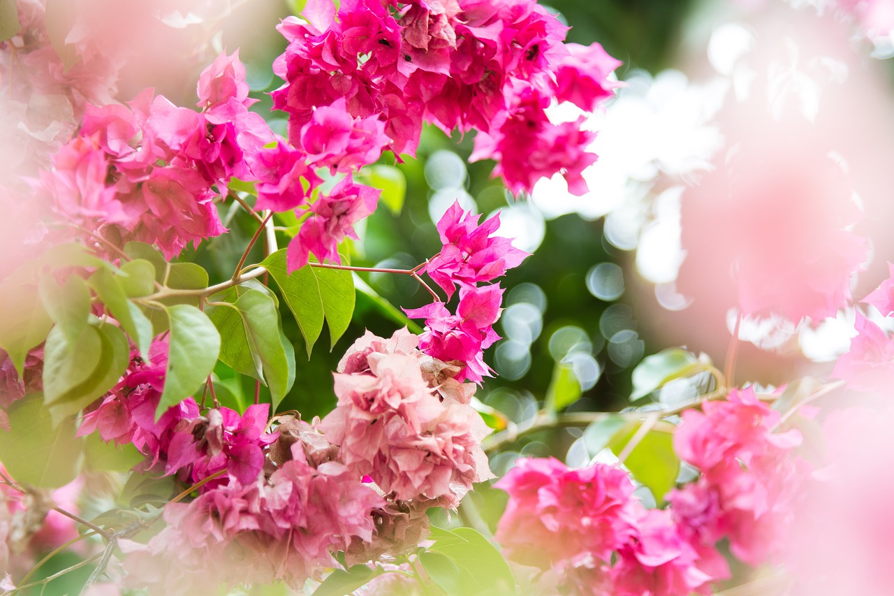 flowers pink pink flowers free photo