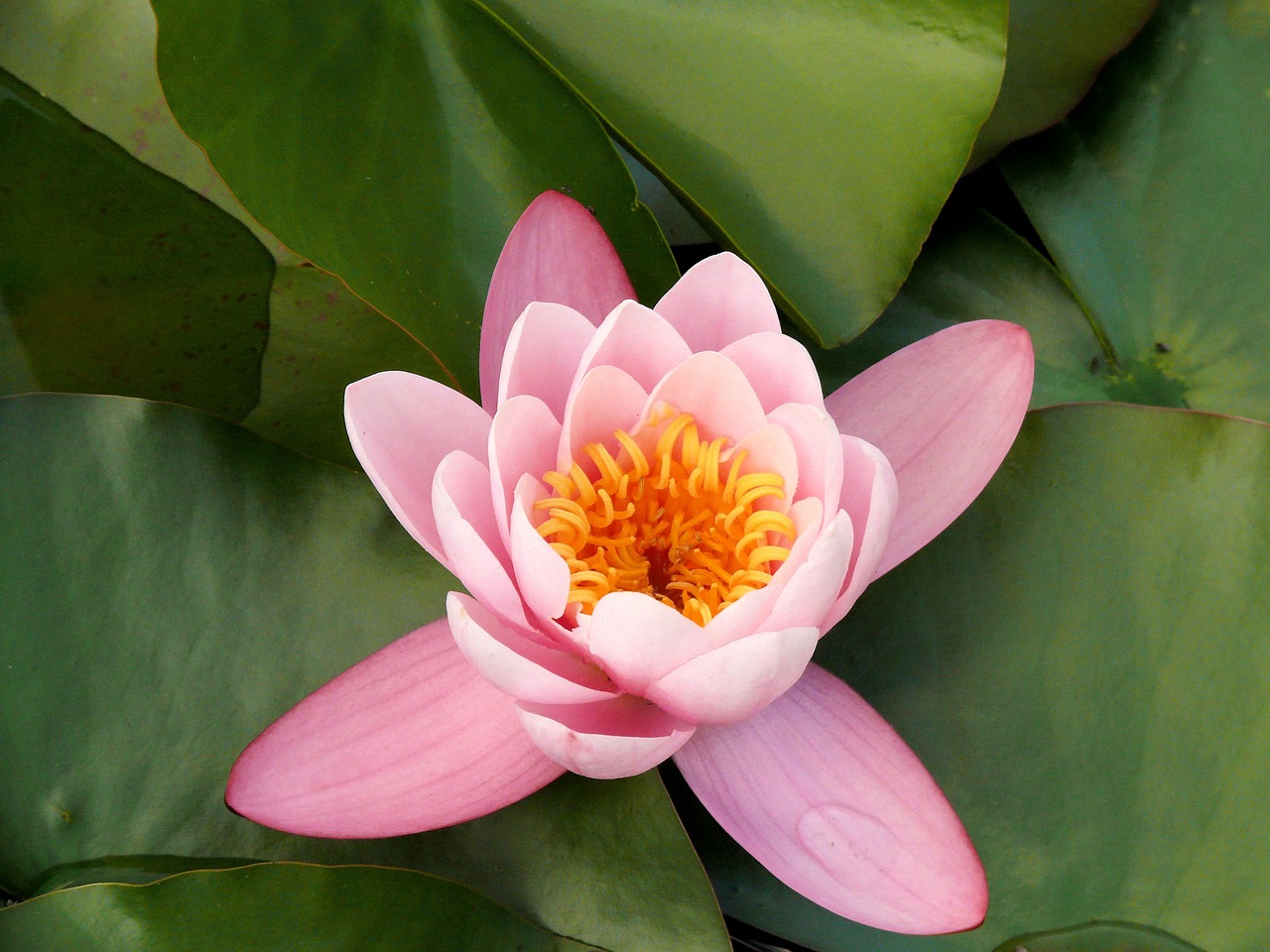 flowers water lily pink free photo