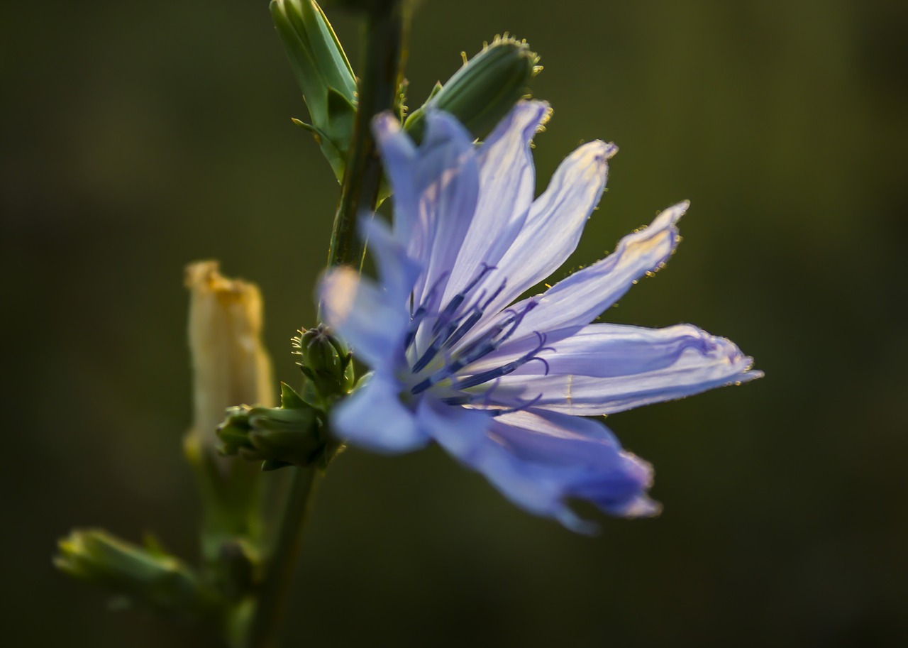 flowers nature summer free photo