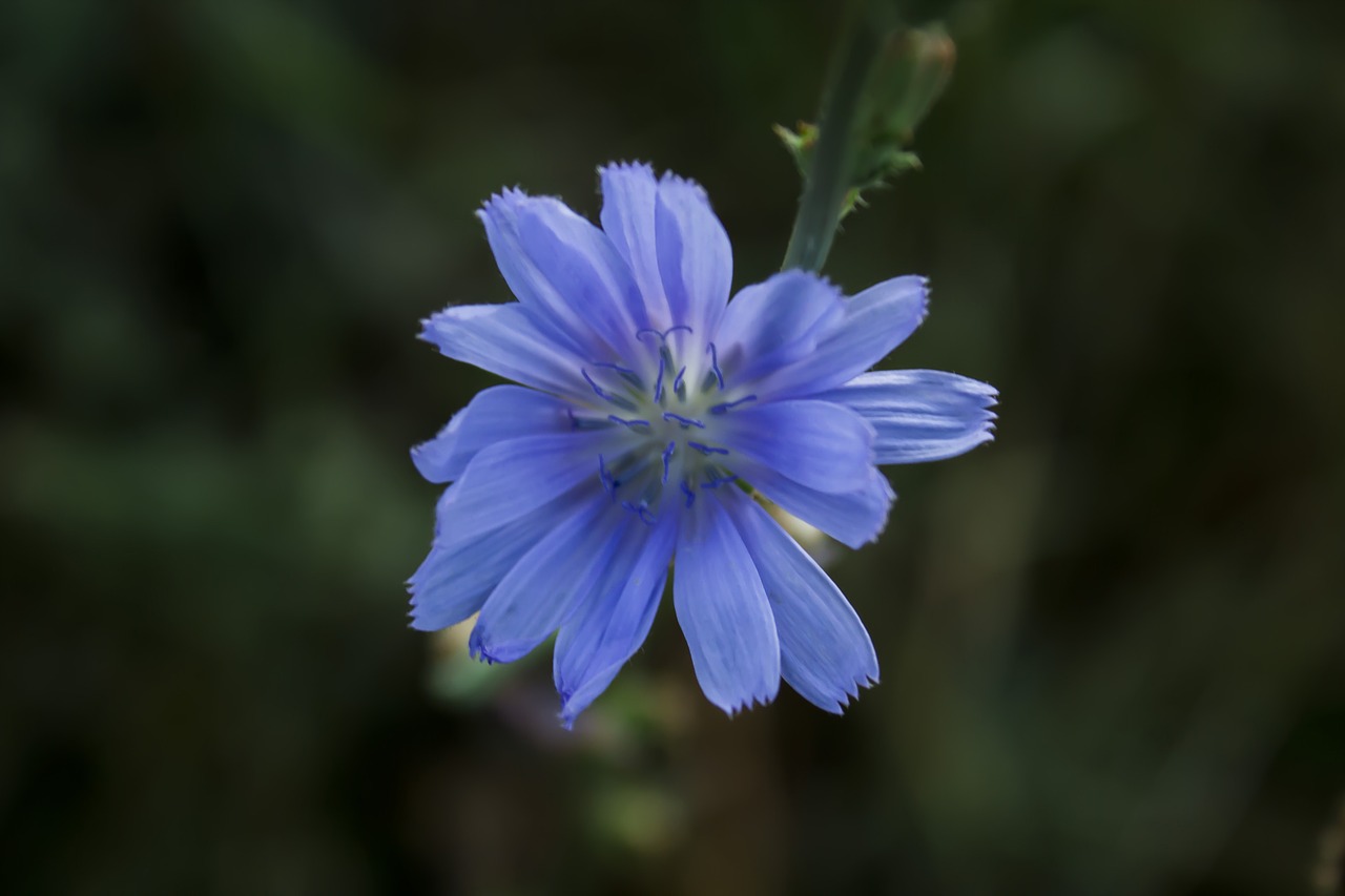 flowers nature summer free photo