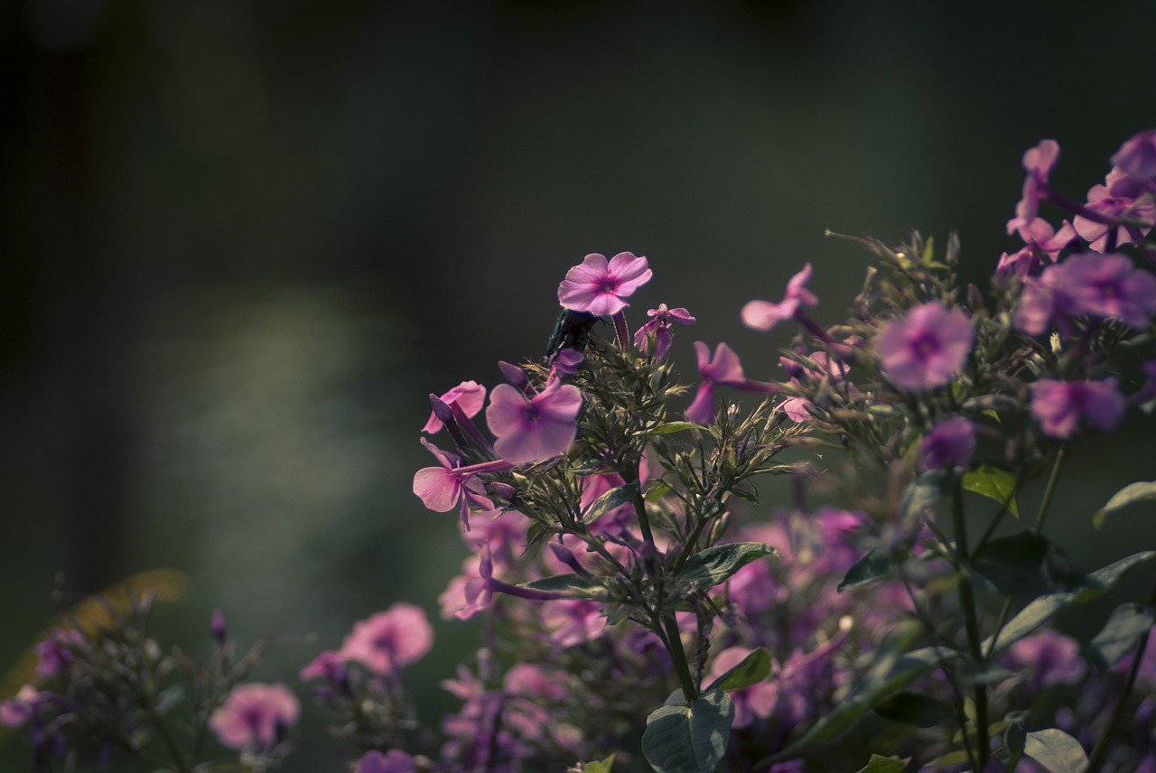 flowers violet summer free photo