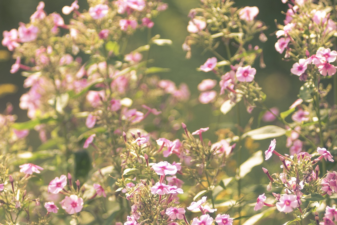 flowers violet garden free photo