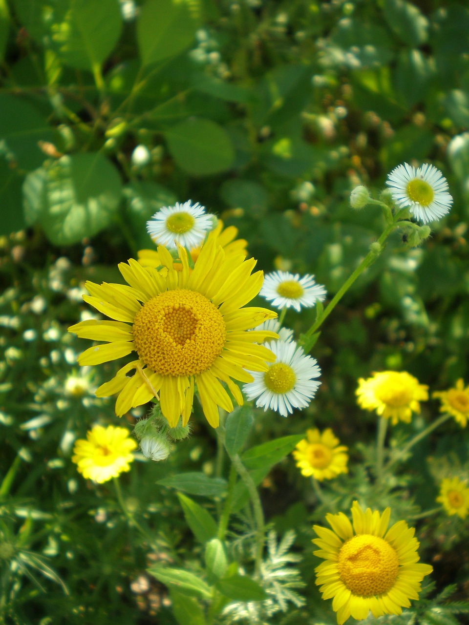 flowers summer nature free photo