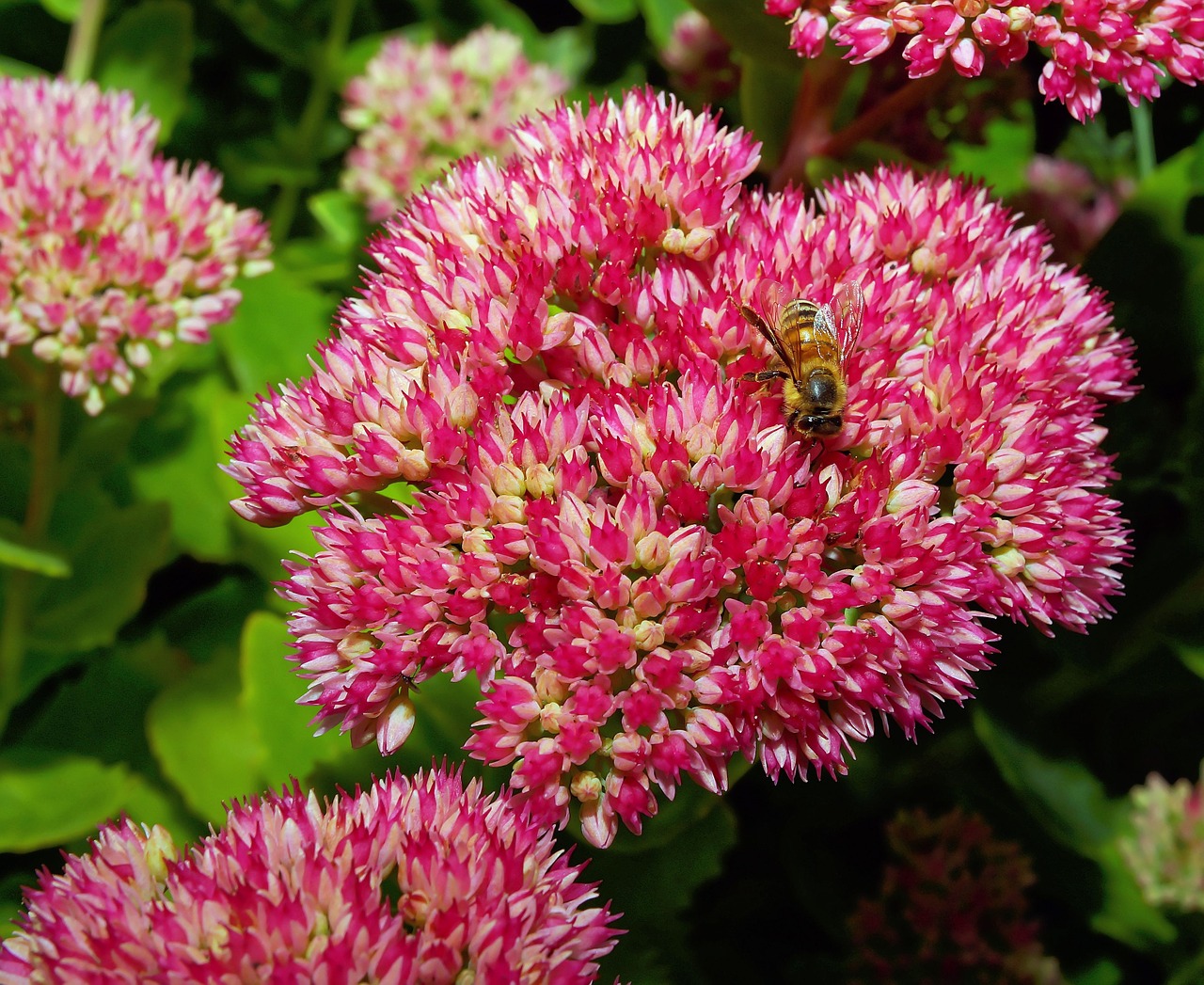 flowers garden late summer free photo