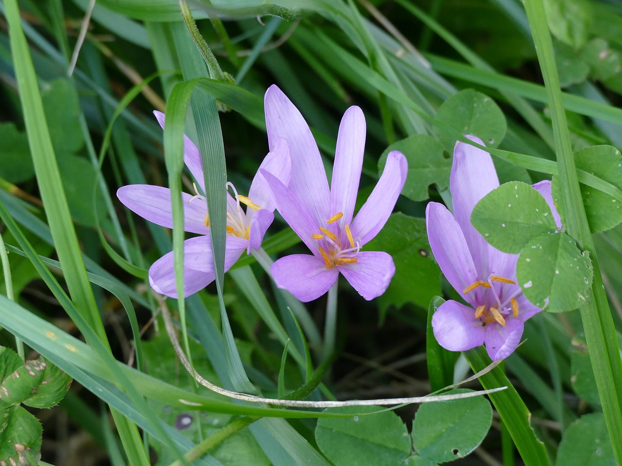 flowers grass meadow free photo