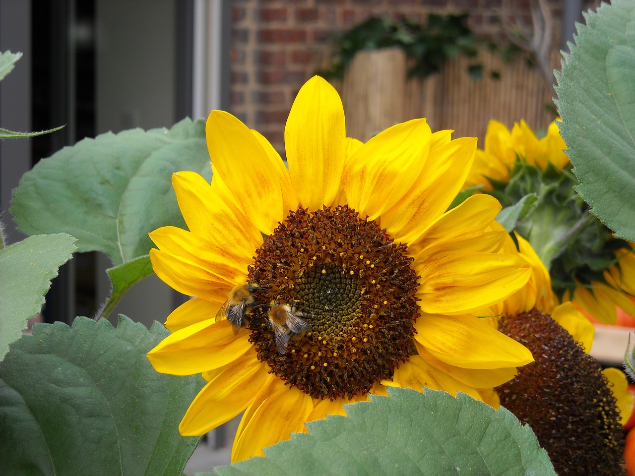 flowers sunflowers nature free photo