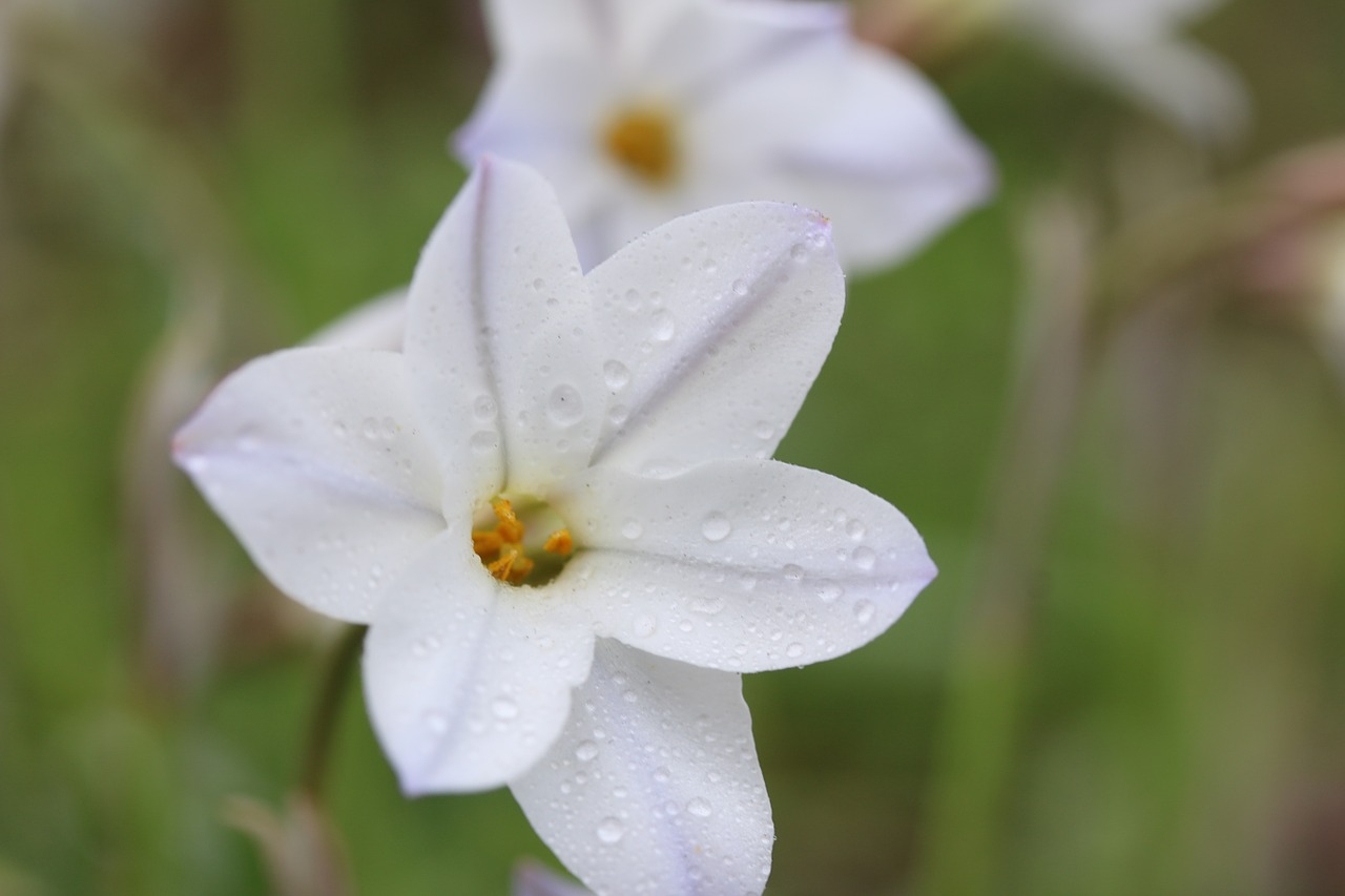 flowers spring morning free photo