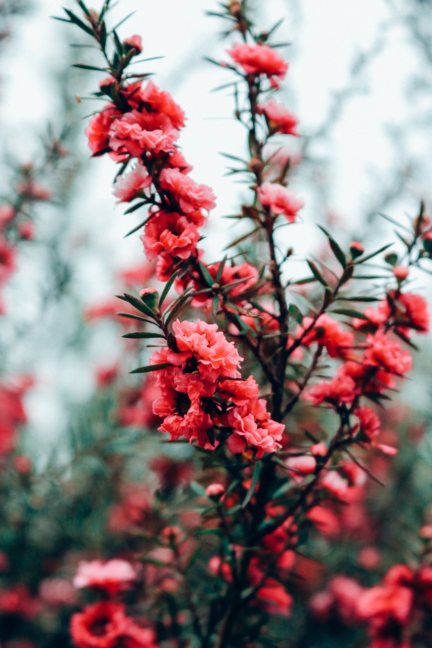 flowers hot pink bush free photo