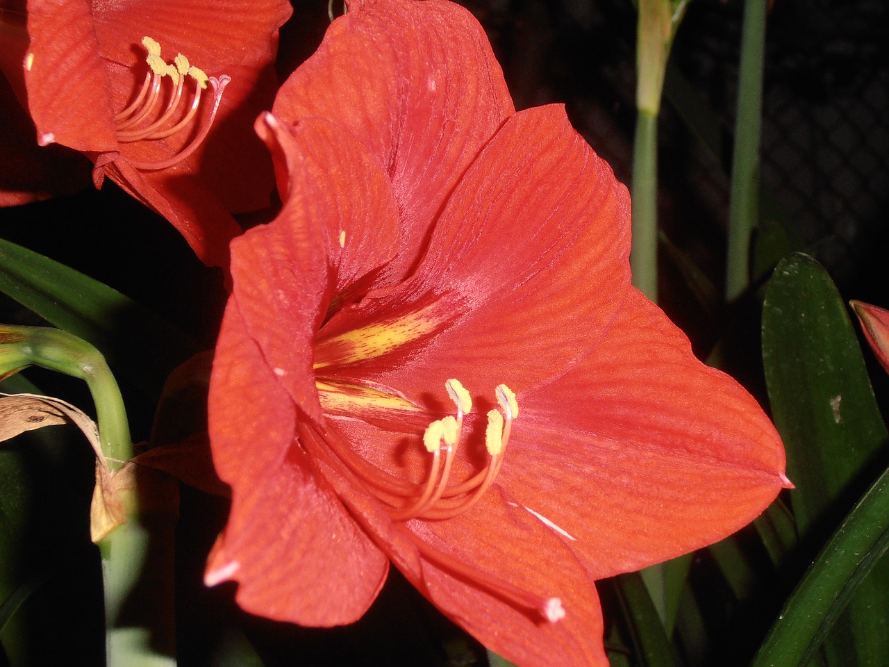 lily flowers red free photo