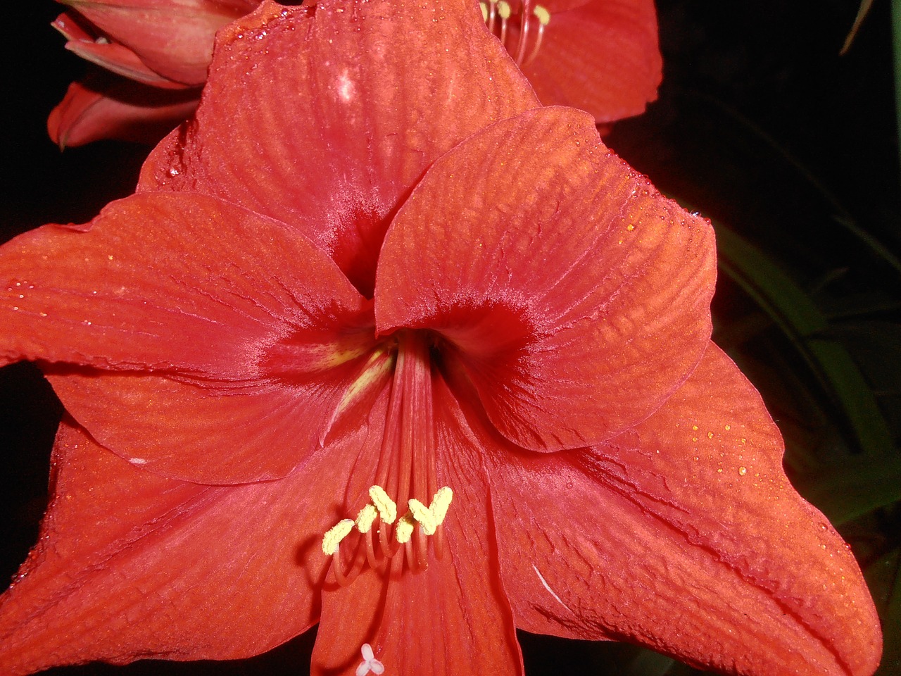 lily flowers red free photo