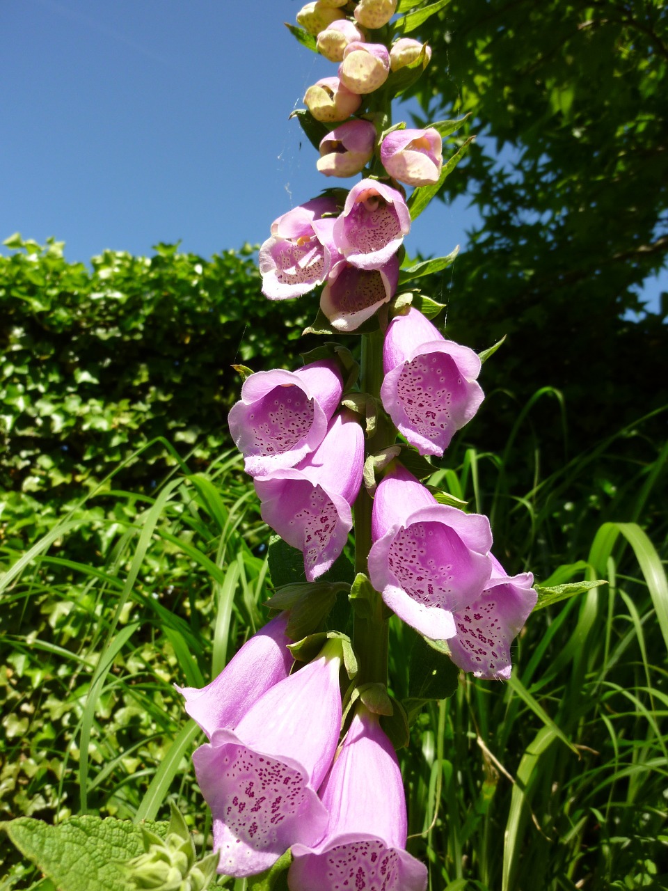 flowers garden flower free photo