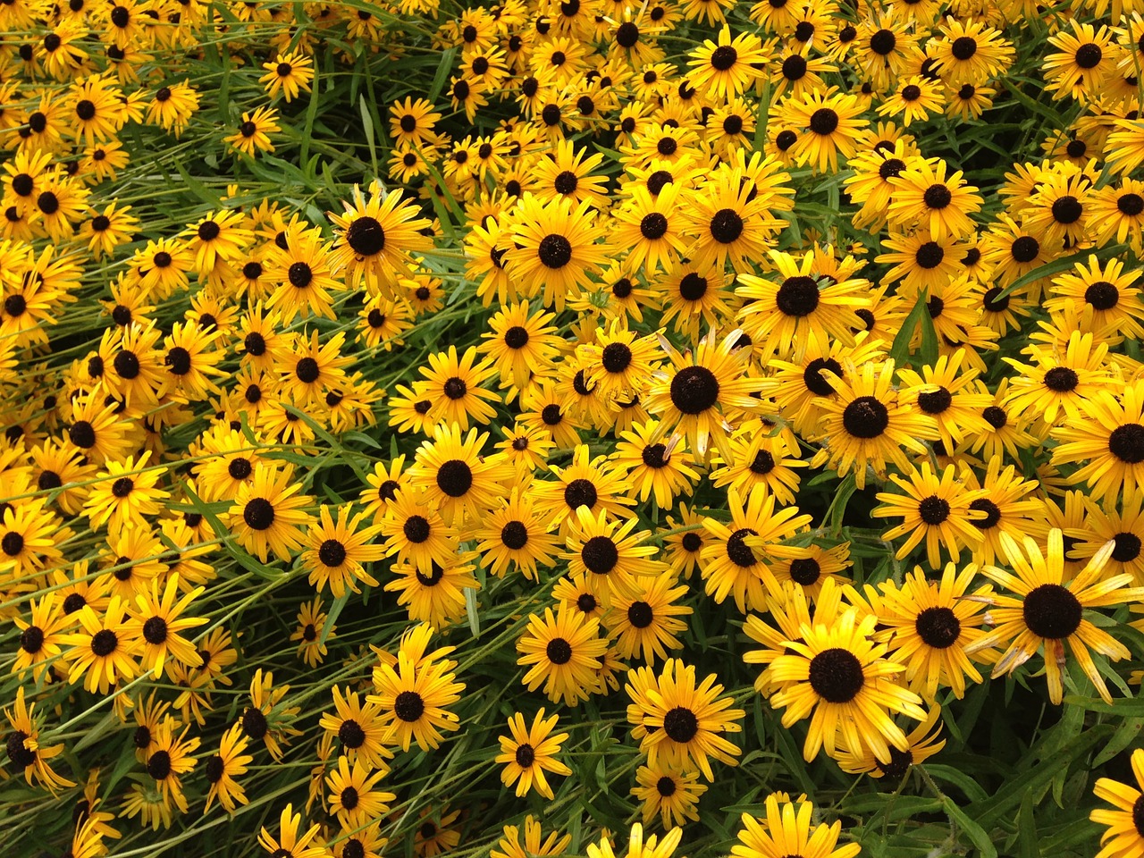 flowers field of flowers yellow flowers free photo