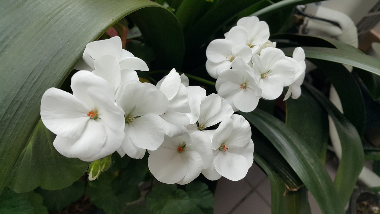 flowers white spring free photo