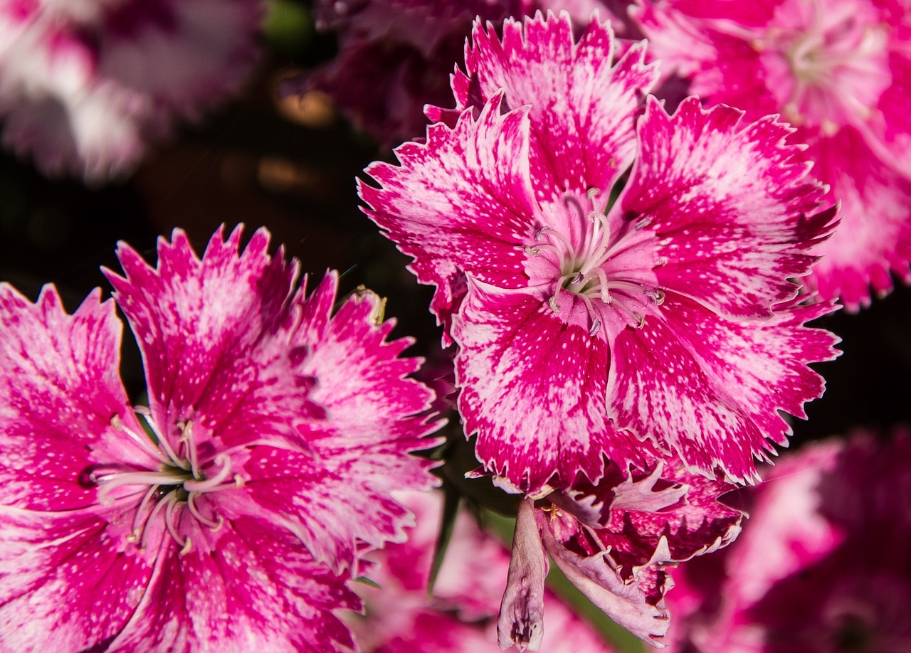 flowers blooms pink free photo