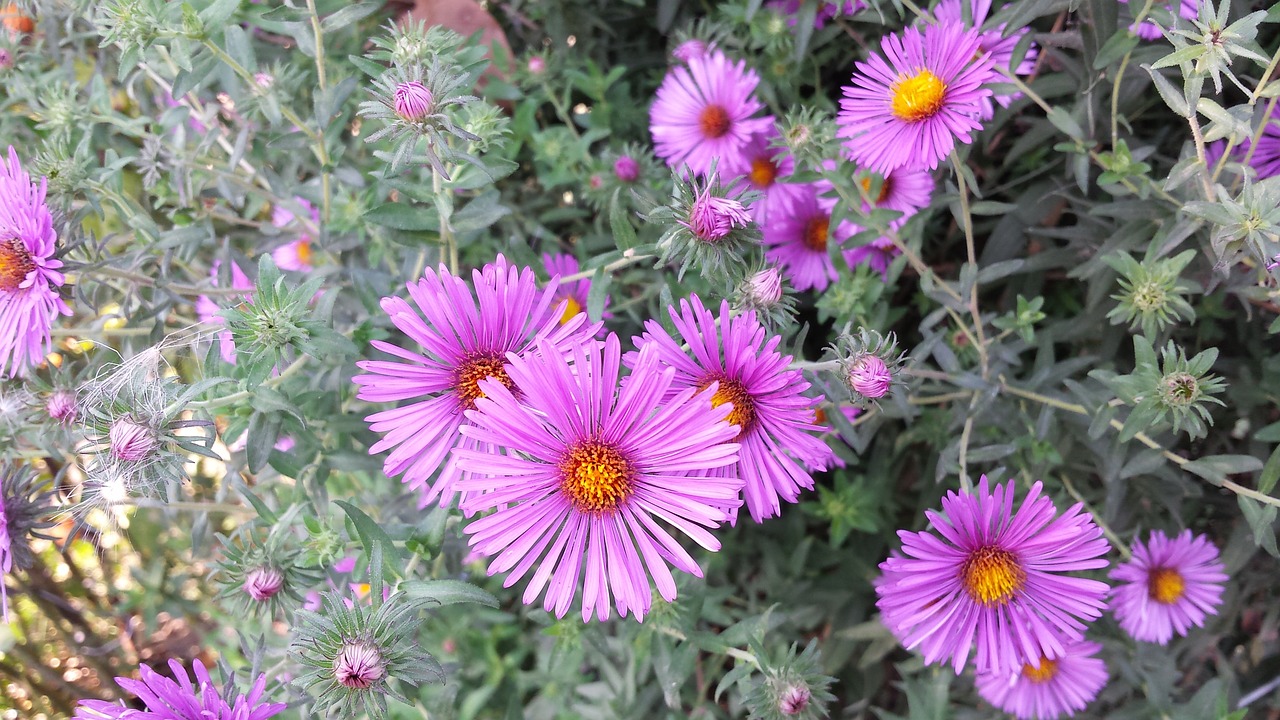 flowers september bouquet free photo