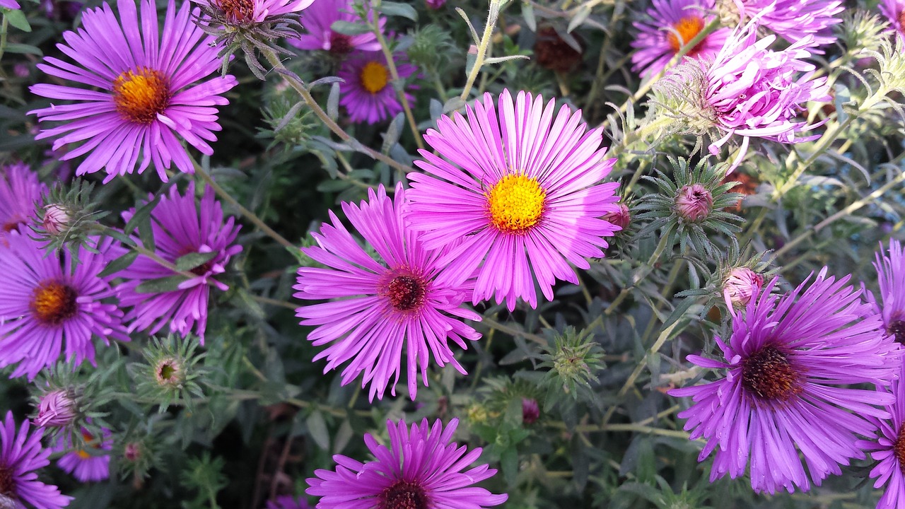 flowers september bouquet free photo