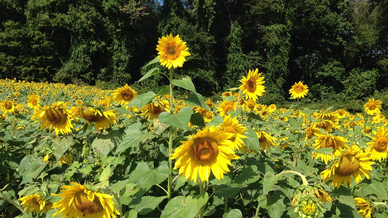 flowers sunflowers yellow free photo