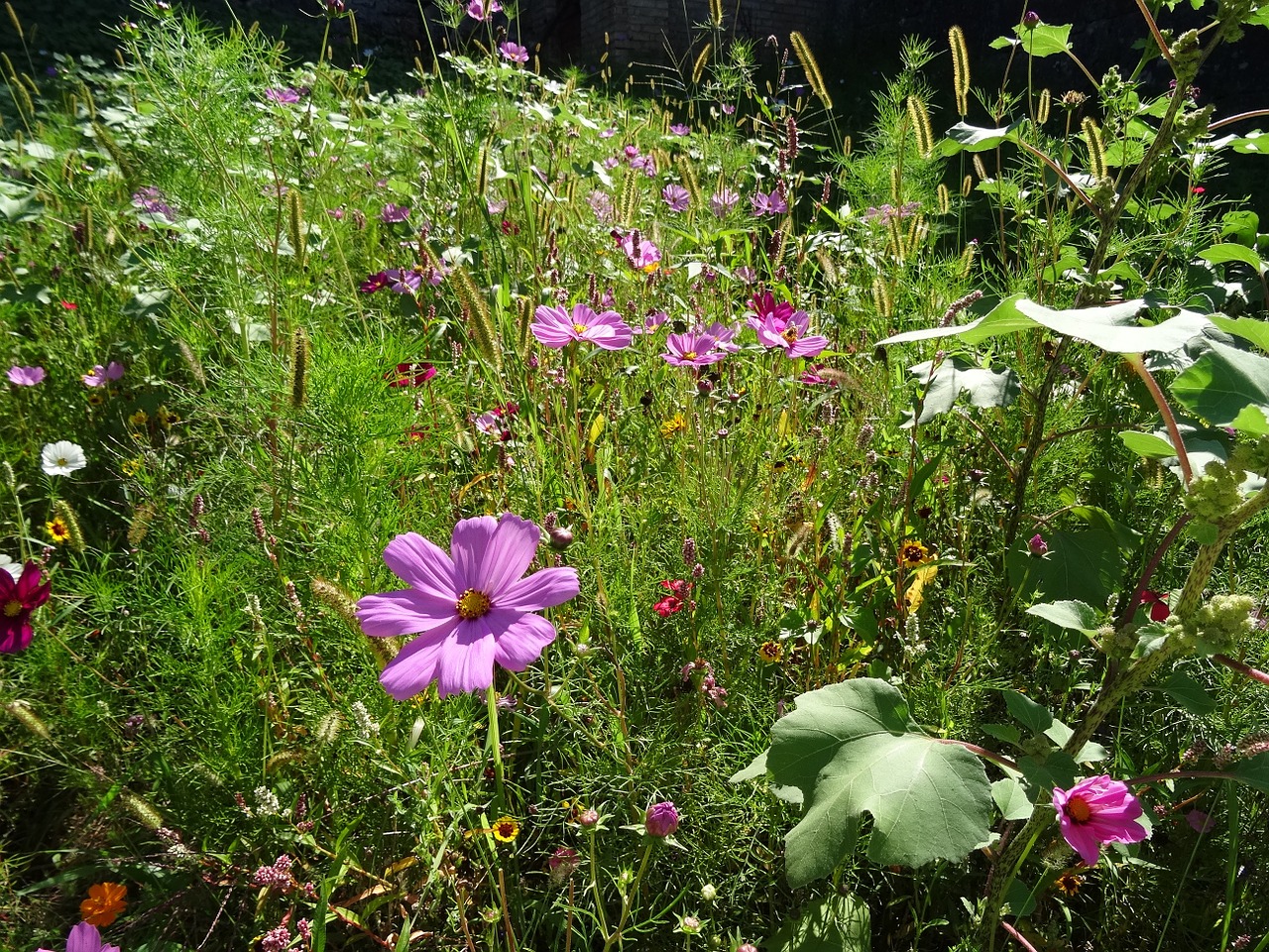 flowers pointed flower wild flowers free photo